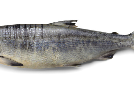 王子サーモン 100g(当り)