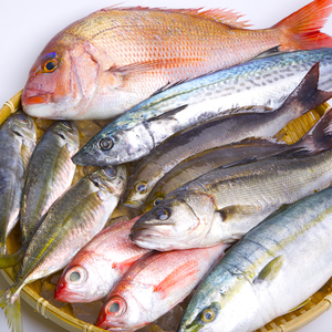 その他魚介切り身