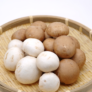 マッシュルーム