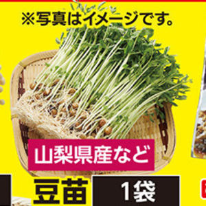 豆苗