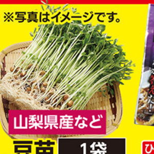 豆苗