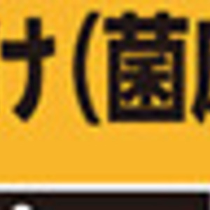 しいたけ