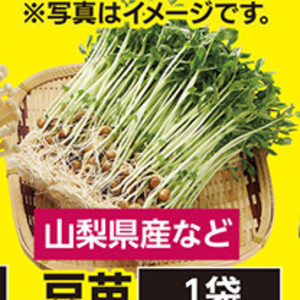 豆苗