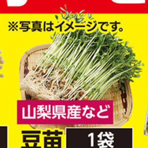 豆苗