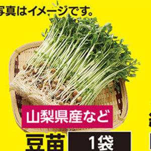 豆苗