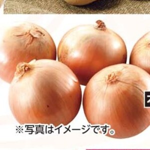 たまねぎ