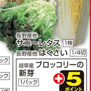 はくさい