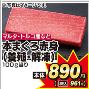 まぐろ中とろ
