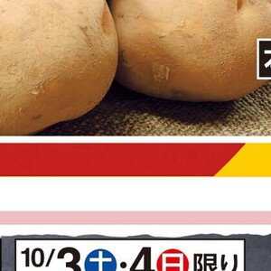 ほたて（ベビー）