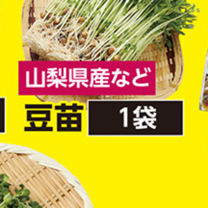 豆苗