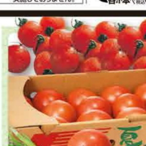 ミニトマト