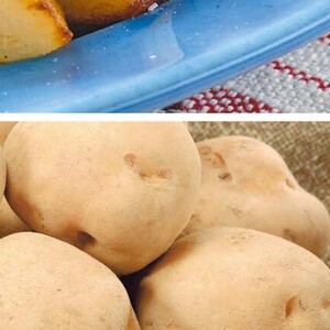 まぐろ中とろ