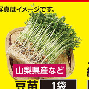 豆苗