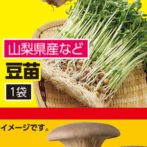 豆苗