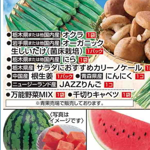 カイワレ大根