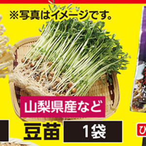 豆苗