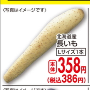 ながいも