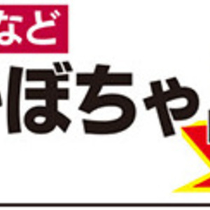 かぼちゃ