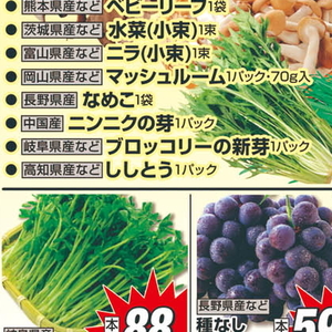 ブロッコリースプラウト