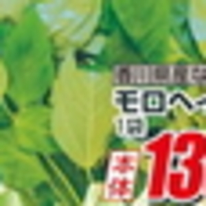 モロヘイヤ