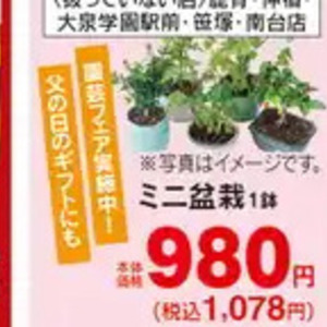 さつまいも