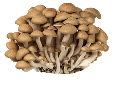 新潟県産他 1袋