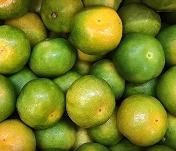 愛媛県産 1ネット